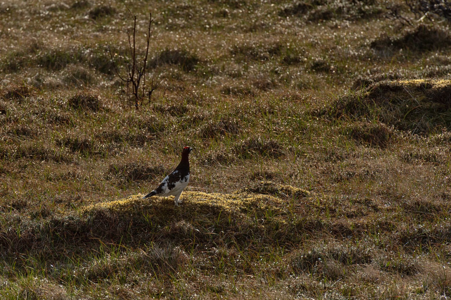 A grouse in its natural habitat during a misty morning, showcasing a serene landscape.