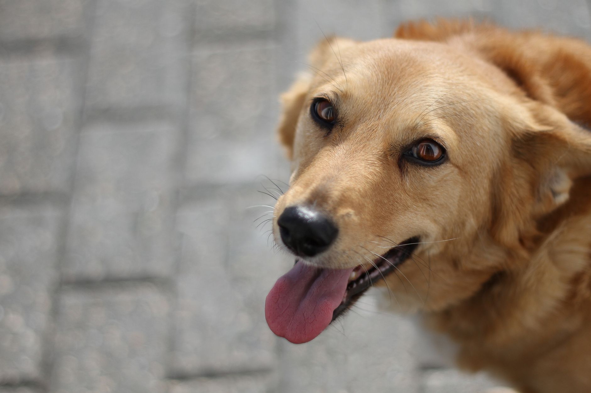 Charming close-up shot of a happy tan dog with tongue out, enjoying the outdoors.