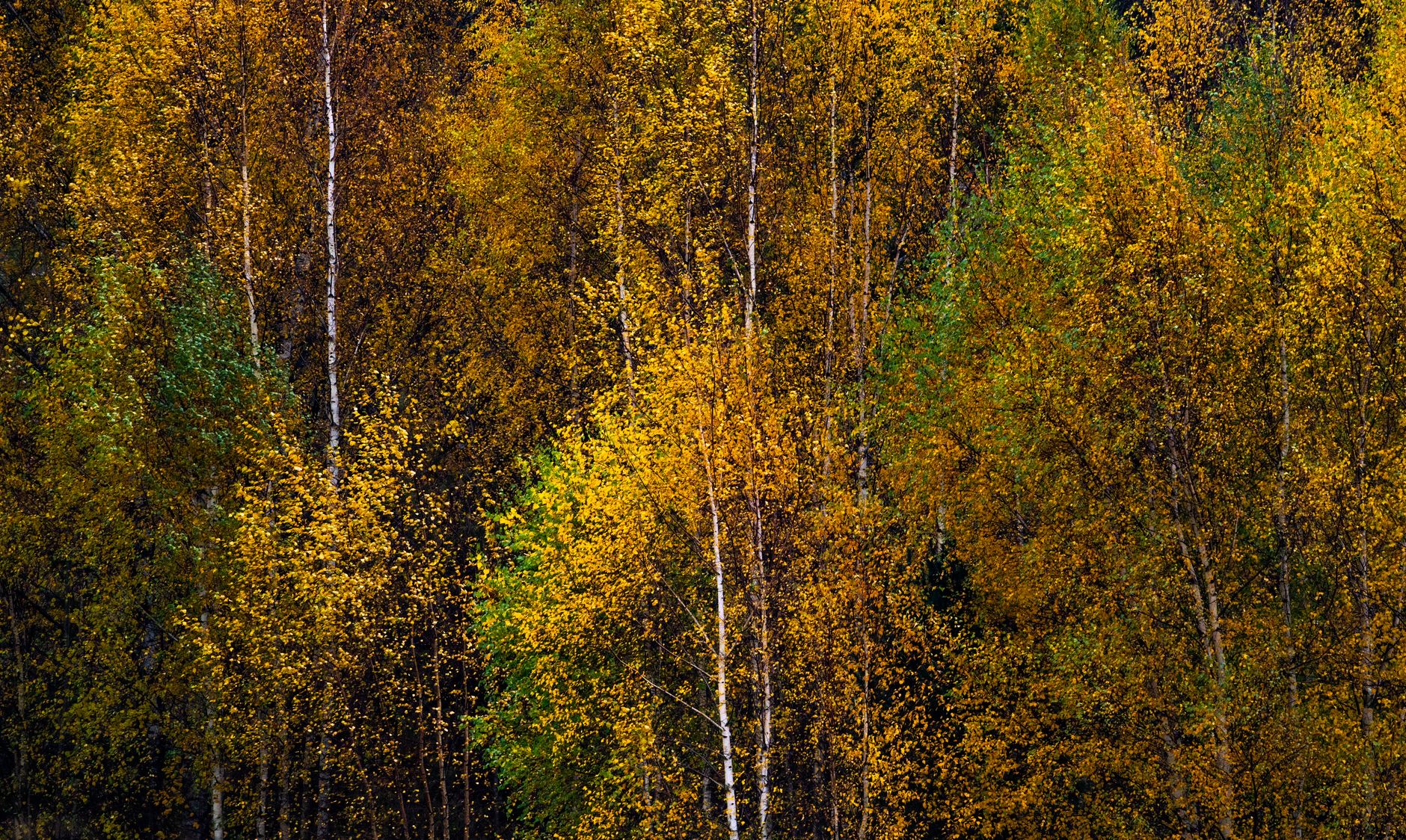 yellow birch leaves in an October woods